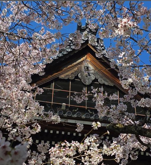 Cherry blossoms lit up over a night street