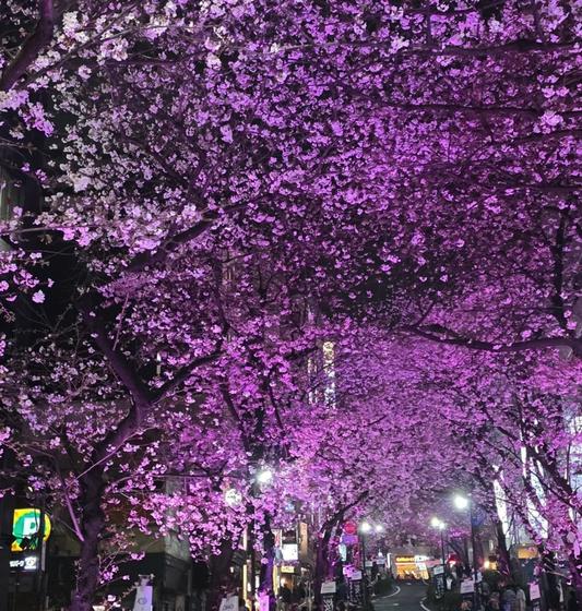 Temple roof framed by cherry blossoms